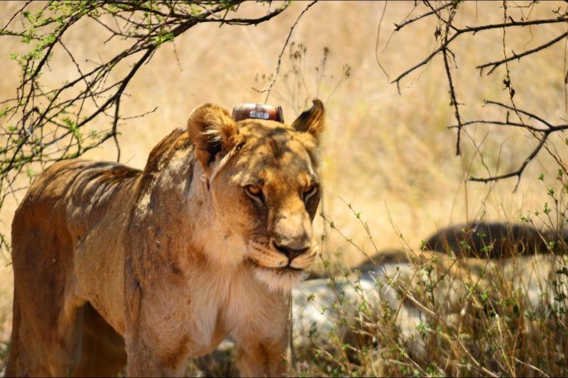 Bushtime Mabula Appartement Mabula Game Reserve Buitenkant foto